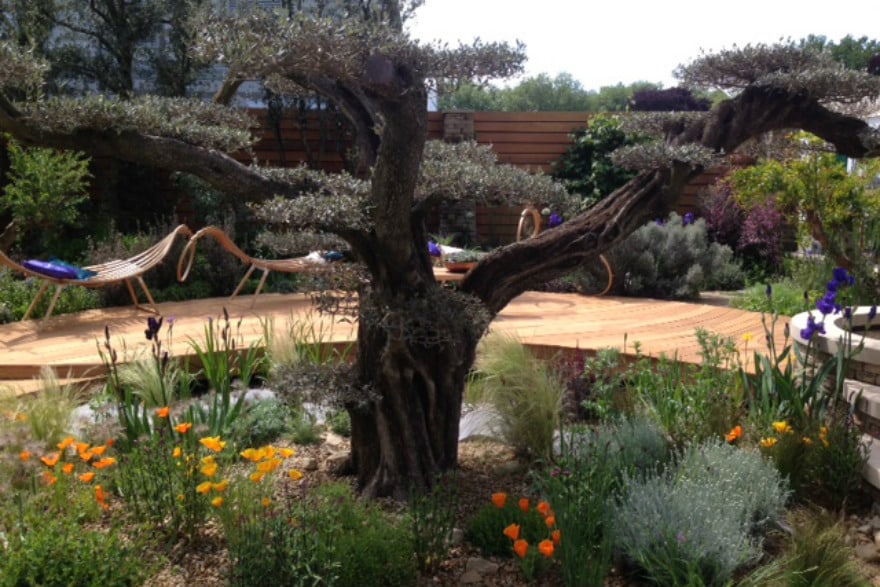 cloud pruned olive tree