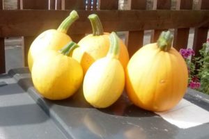 Pumpkin ‘Evergold’