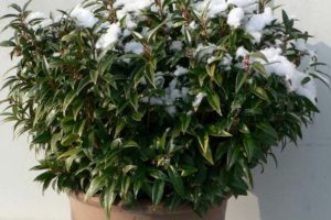 Sarcococca 'Winter Gem'
