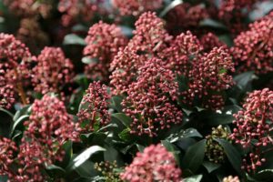 Skimmia japonica 'Rubella'