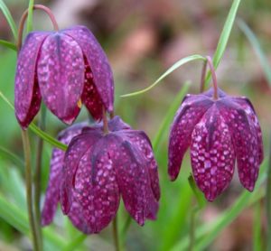 Snake's head fritillaries