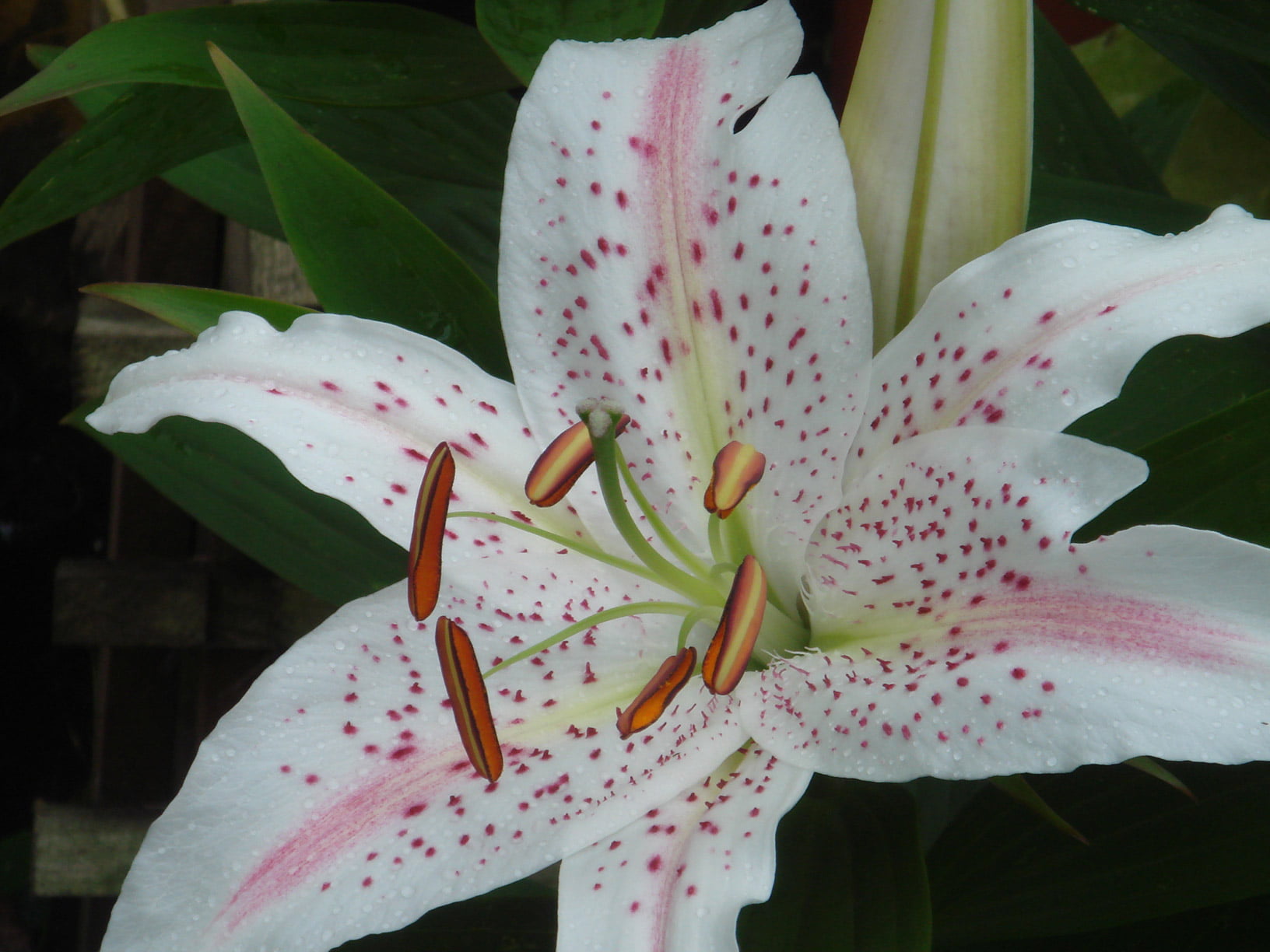 Lilium ‘Madelaine’ (Montrose of Guernsey)