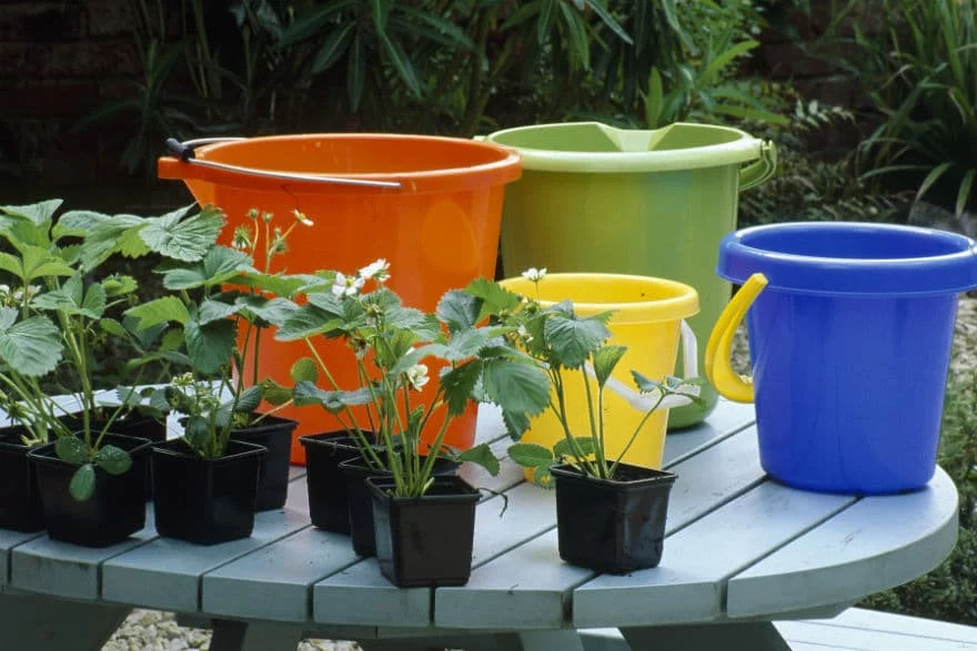 A tower of strawberries - Richard Jackson Garden