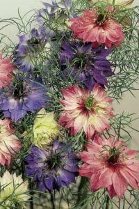 Nigella flowering