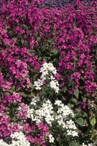 Sweet rocket in flower