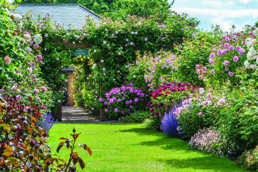 The Lion Garden at David Austin Roses