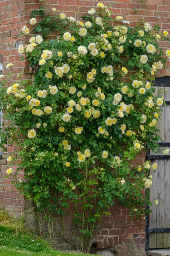 climbing roses for shady spots