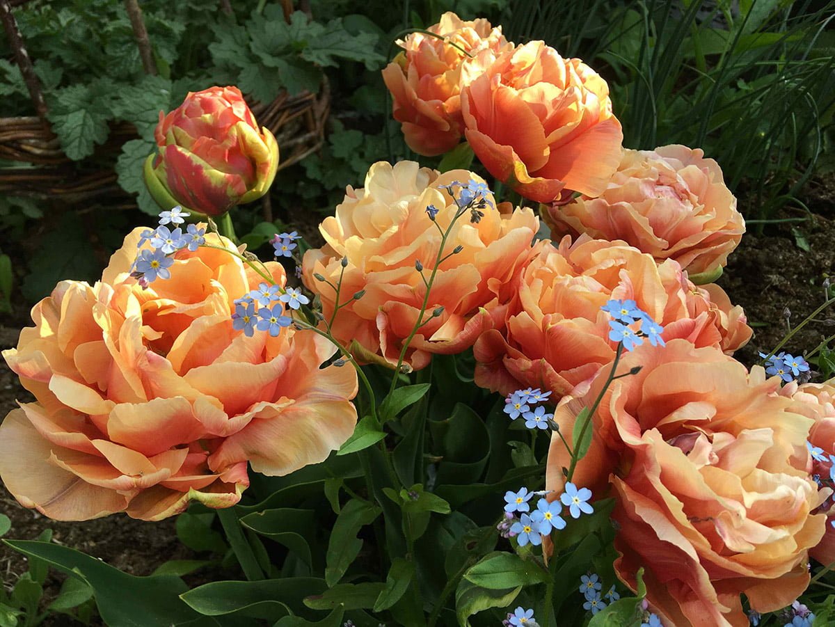 What bulbs can I plant now for spring interest? Richard