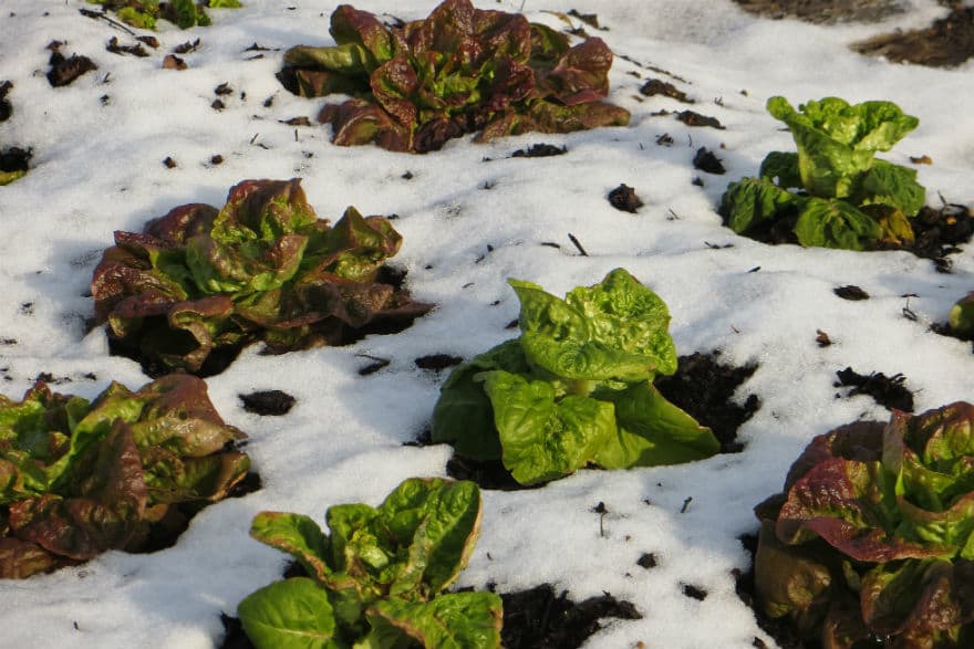 Lettuce in the snow