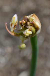 agapanthus