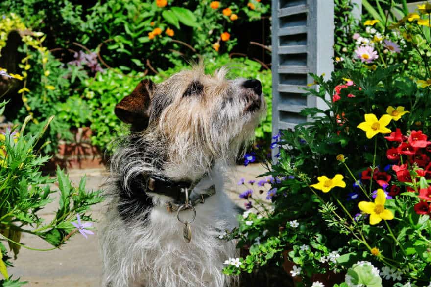 dog in garden