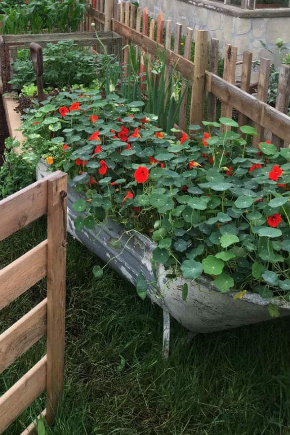 bath tub planter