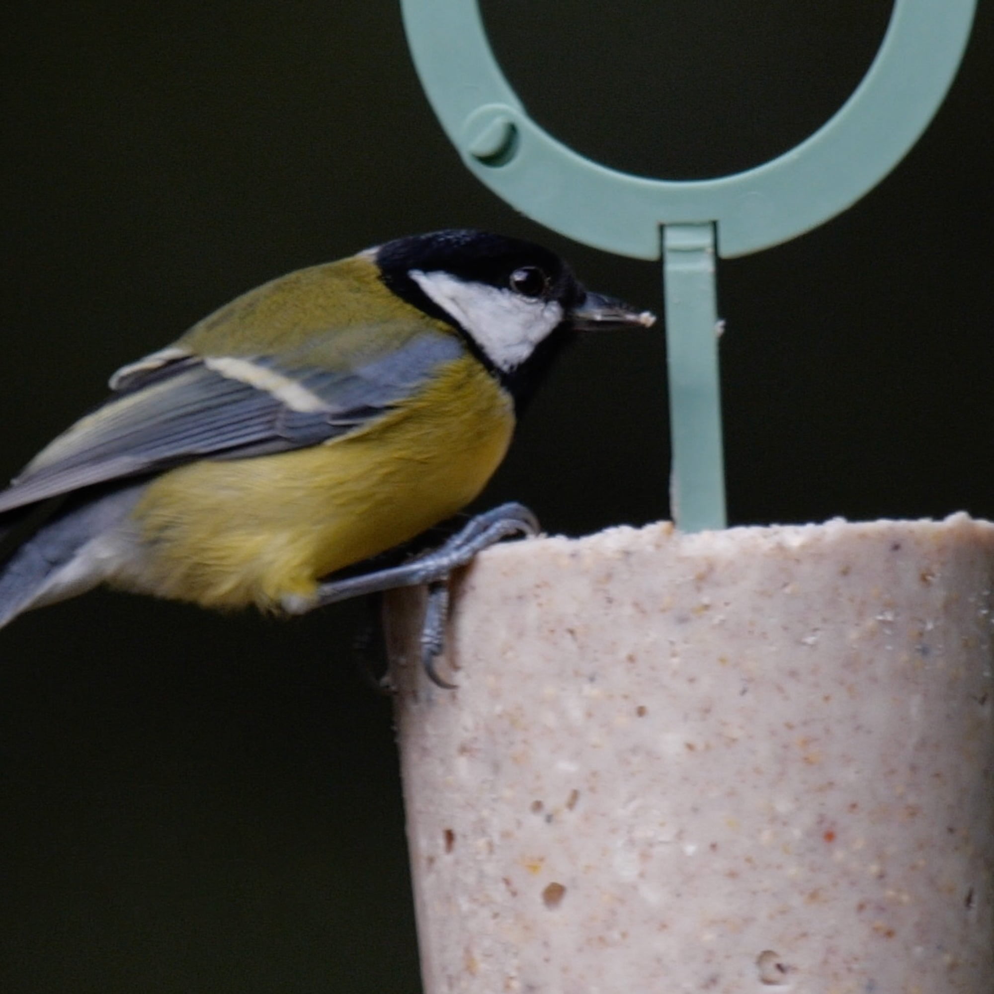 Hanging Suet Bird Food Cakes Richard Jackson Garden