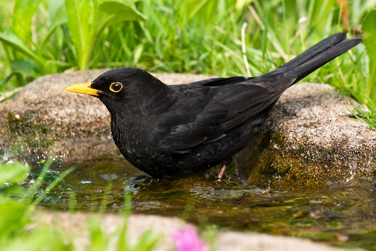 blackbird in shallow bird bath