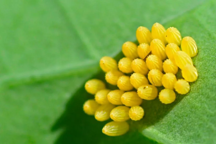 cabbage white eggs