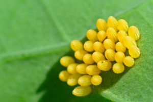 cabbage white eggs