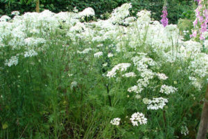 Caraway flowers. Image: Barbara Segall