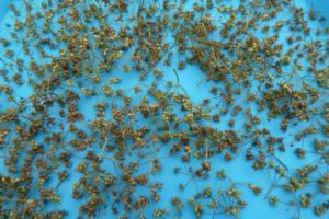 coriander seed drying