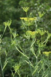 Fennel