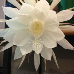 Epiphyllum oxypetalum