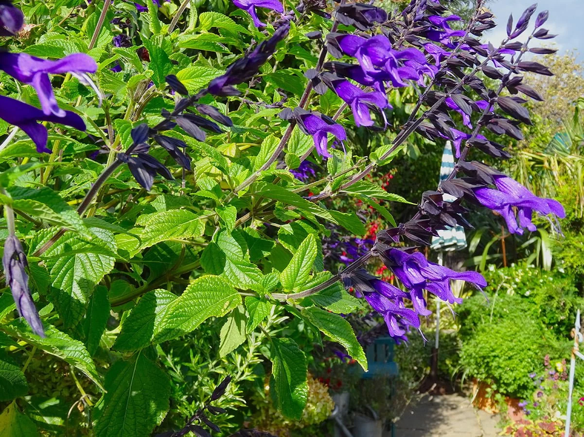 purple salvia amistad flowers