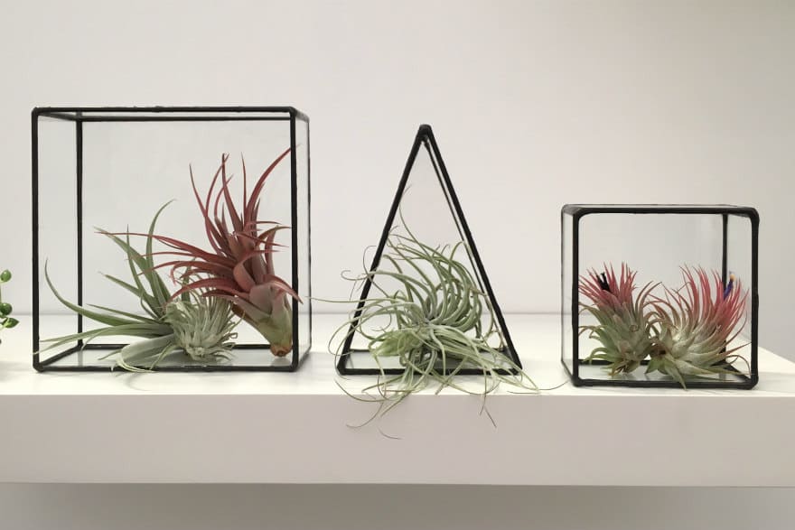 Terrarium
