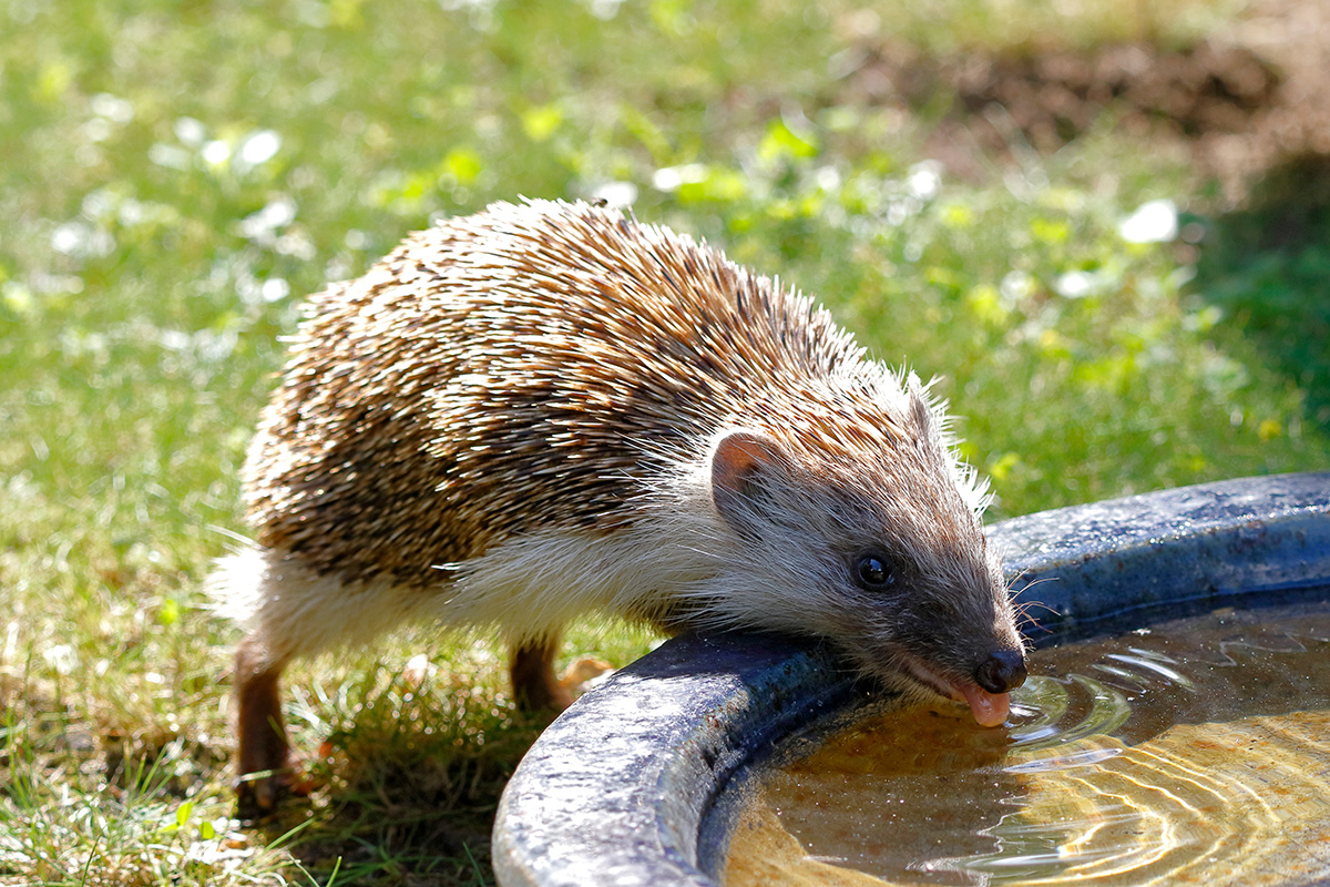 hedgehog drinking from birdbath