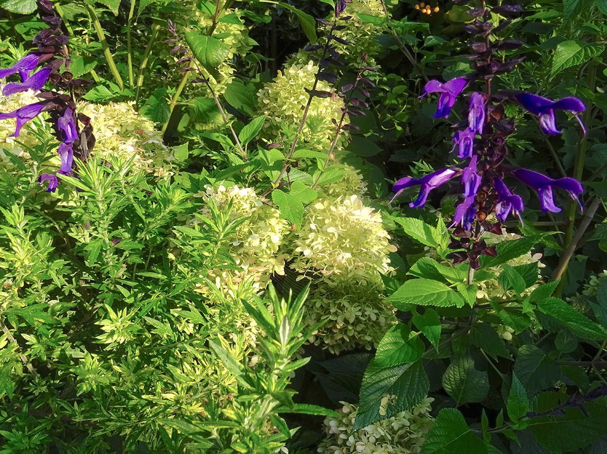 purple salvia and white hydrangea flowers