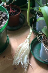 Epiphyllum oxypetalum