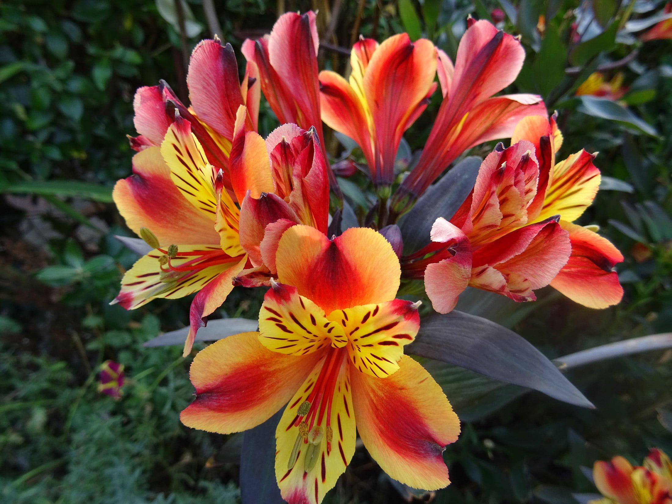 Alstroemeria 'Indian Summer'