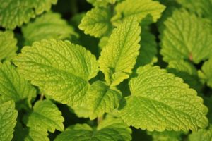 lemon balm
