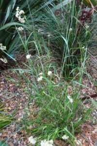 Luzula nivea ‘Snowy Woodrush’