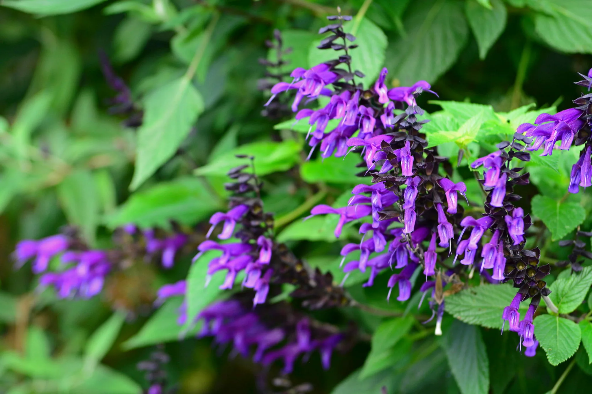purple salvia flowers