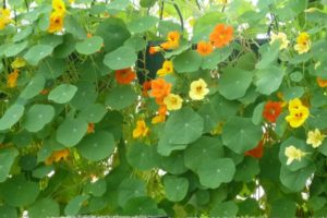Nasturtium