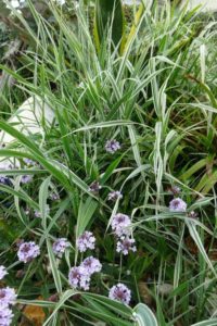 Phalaris arundinacea