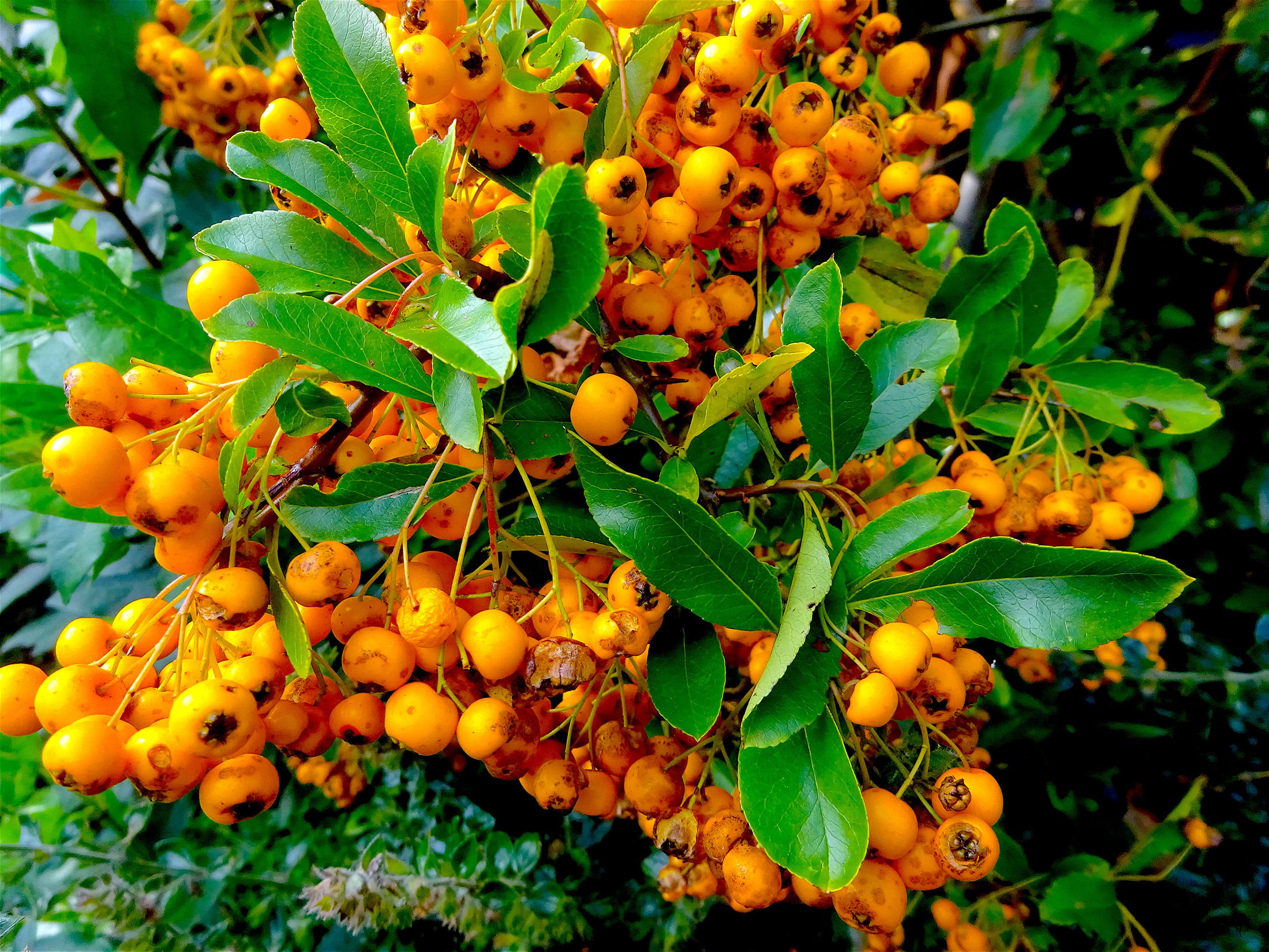 Pyracantha berries