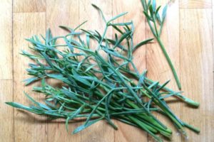rock samphire