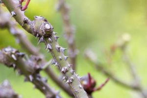 rose thorns