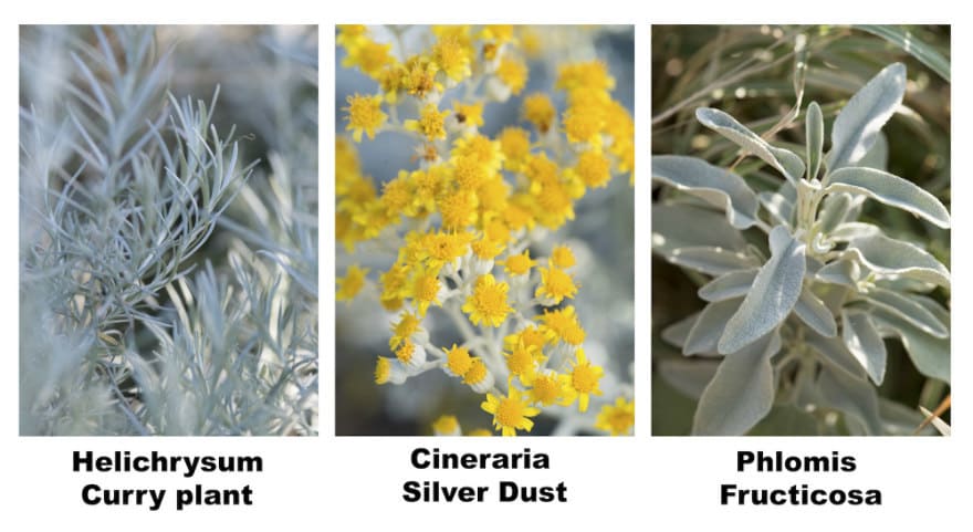 Sea loving plants