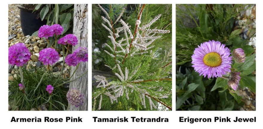 sea loving plants