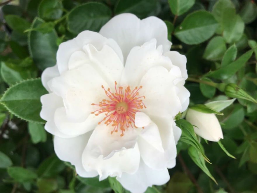Five new roses at Hampton Court Flower Show - Richard Jackson Garden