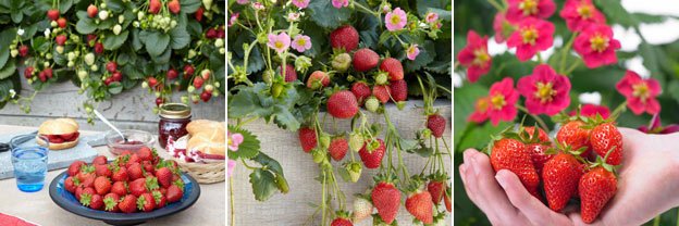 day neutral strawberries 3 photos