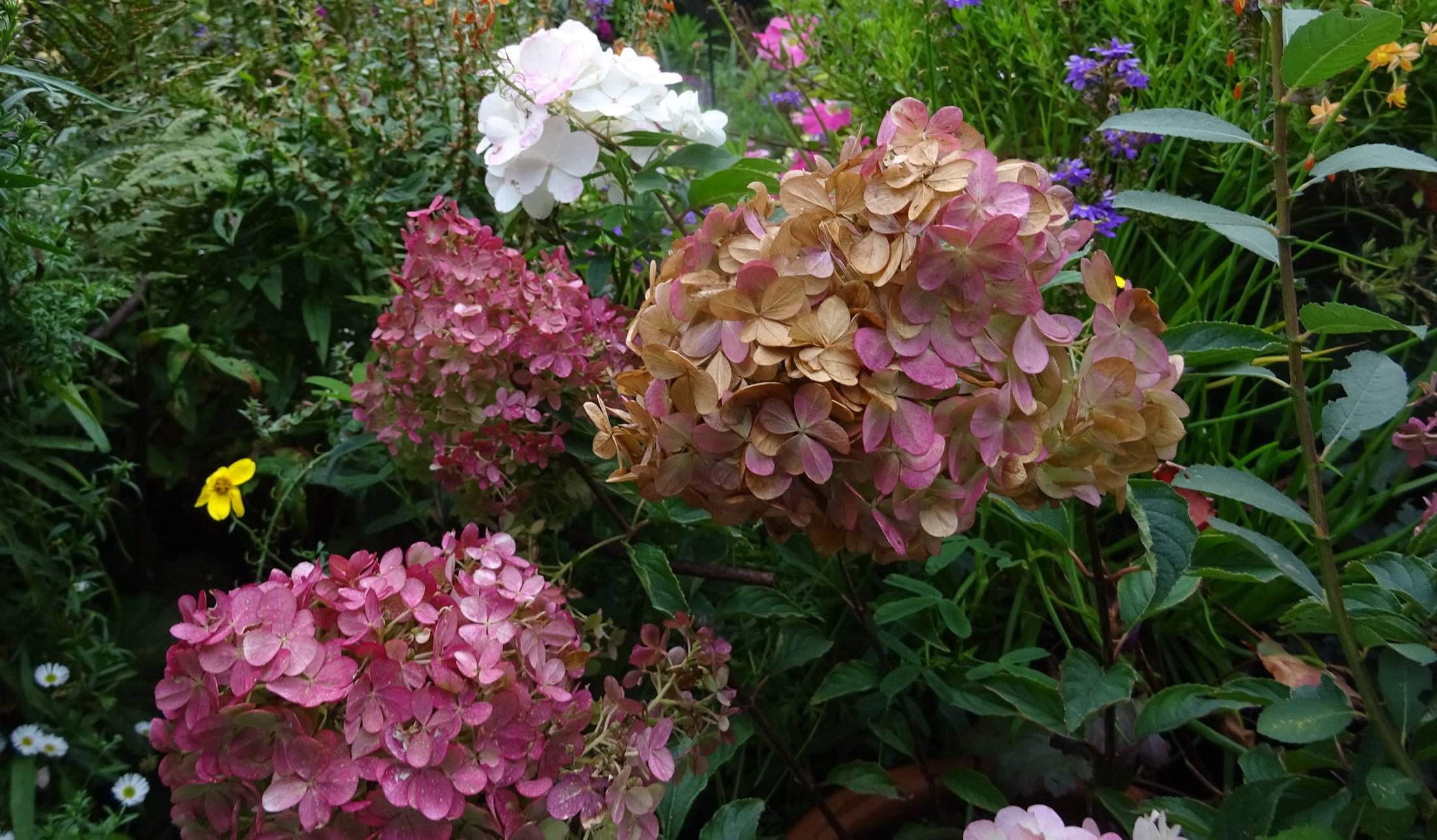 Hydrangea 'vanilla fraise'