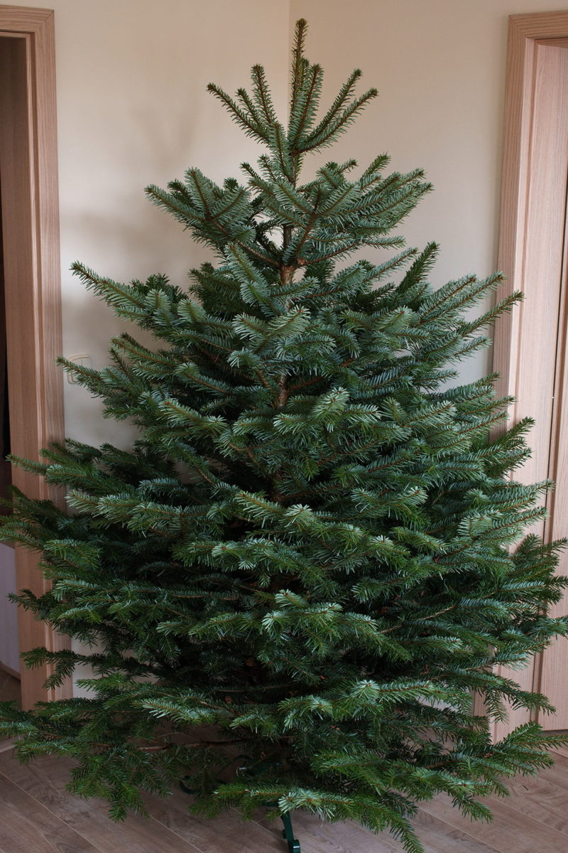undecorated Christmas tree indoors