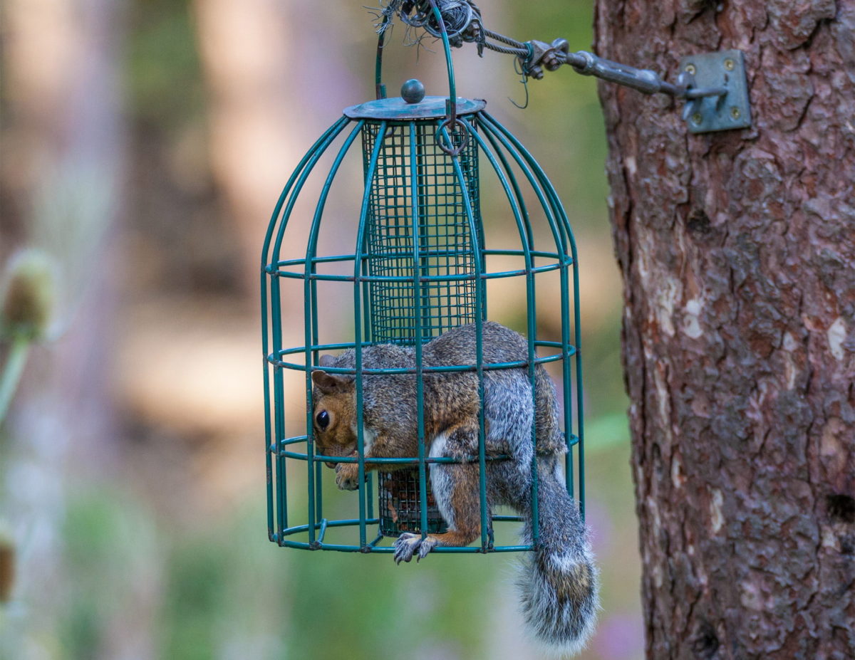squirrel on cage bird feeder