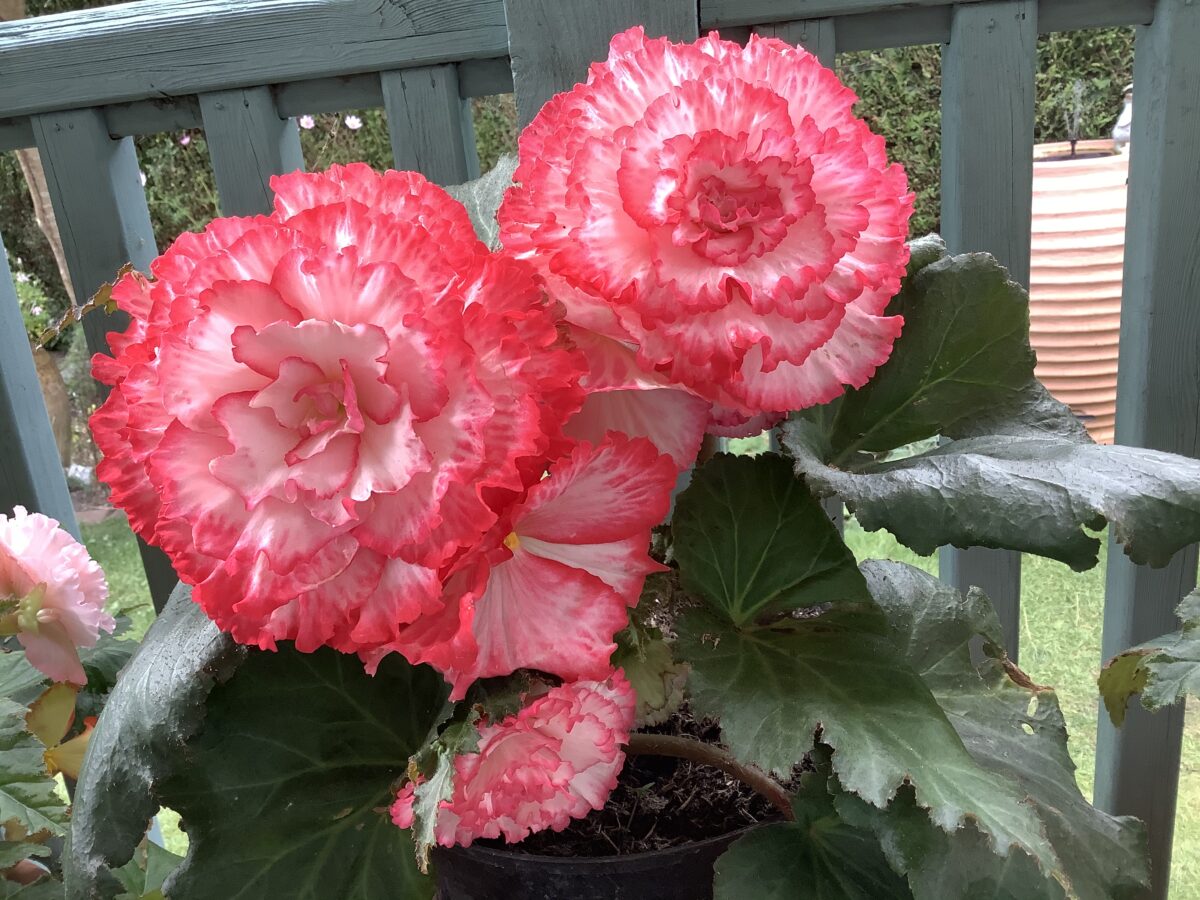pink and white picotee begonia