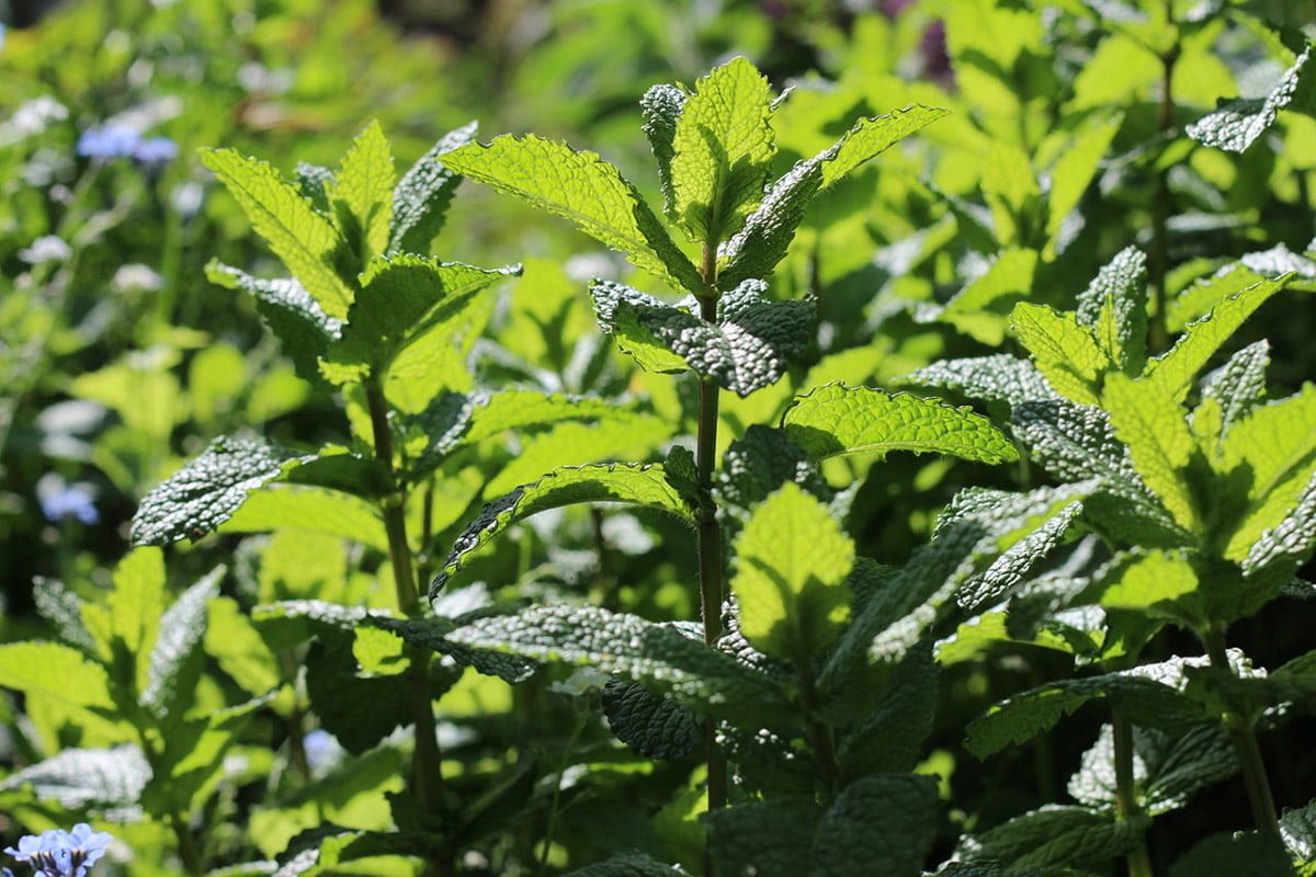 Moroccan Mint close up
