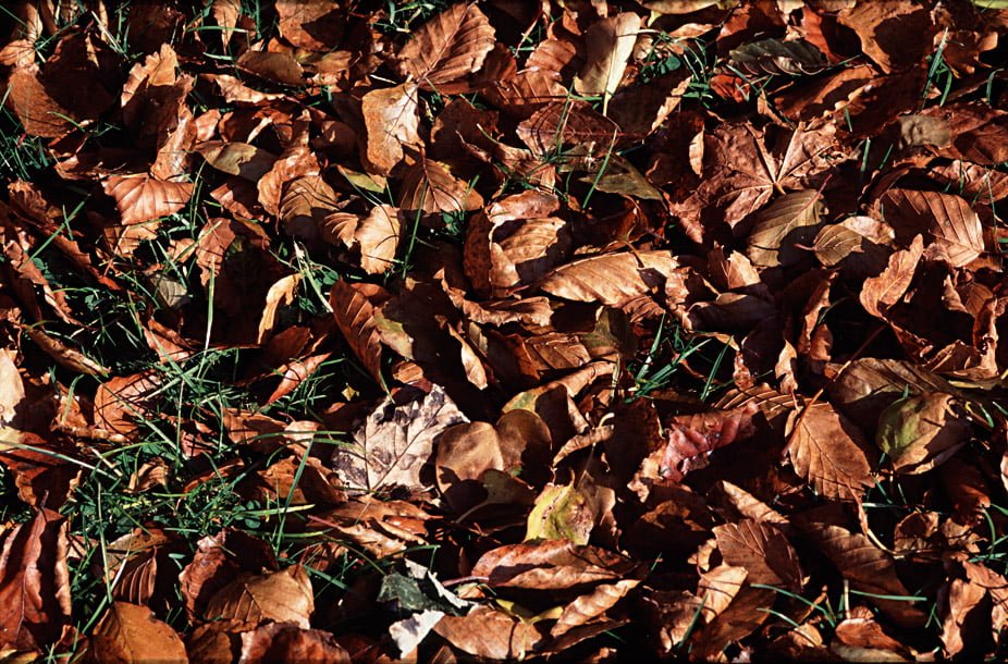 autumn leaves on grass