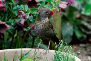 blackbird perched on bowl