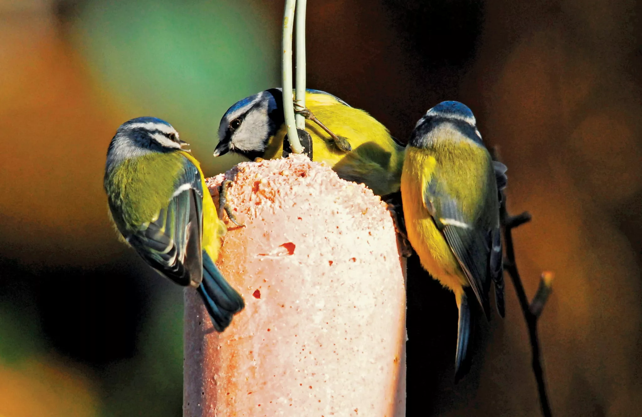 three blue tits on top of hanging suet feeder
